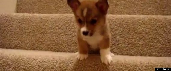 r-PUPPY-STAIRS-large570