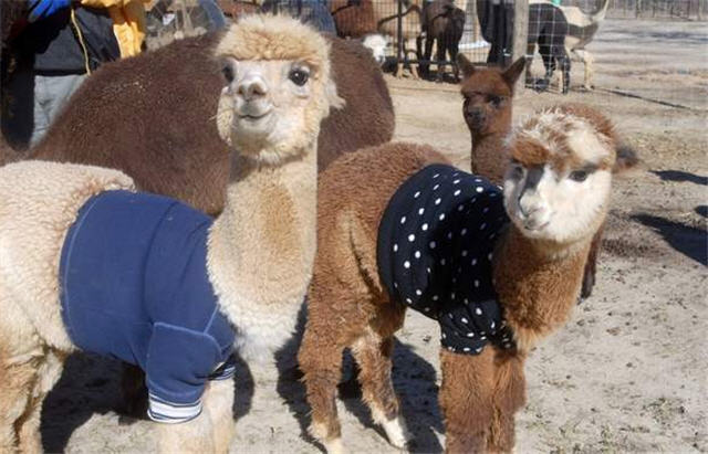 alpaca 1