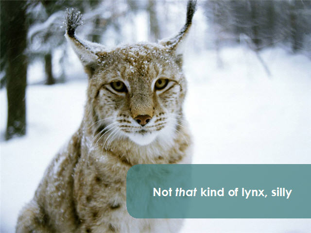 lynx