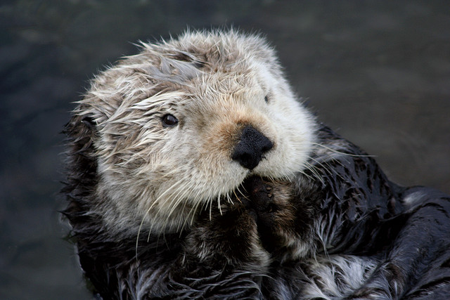 2245417021_e77dee3baa_z