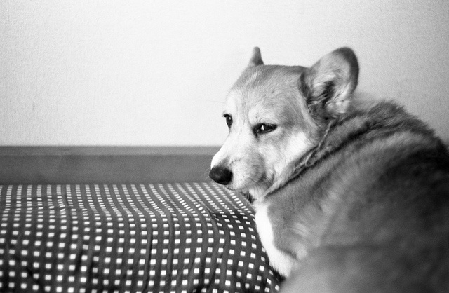 6826211535_0648145350_z